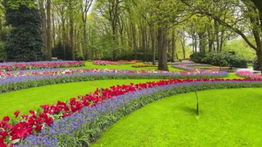 Renkli büyüyen kırmızı, pembe, kırmızı, mor laleler bahar balosu bahçesinde çiçek açtı.