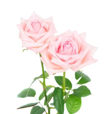 İki pembe çiçek taze gül tomurcukları beyaz arka plan üzerinde izole yeşil yaprakları ile