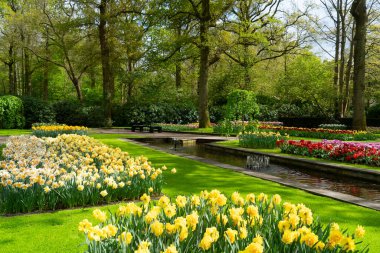 Hollanda, Hollanda 'daki Hollanda bahçesinde sarı nergisli çimenler