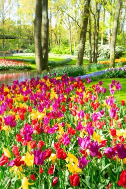 Renkli büyüyen kırmızı, pembe, kırmızı, mor laleler bahar balosu bahçesinde çiçek açtı.