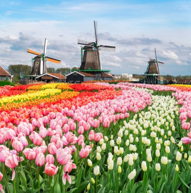 Hollanda 'da güneşli bir günde lale çiçeklerinin üzerinde Hollanda yel değirmenleri