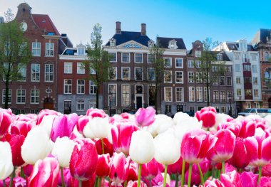 Eski tarihi evlerin cephelerinde sıra sıra laleler, Amsterdam, Hollanda