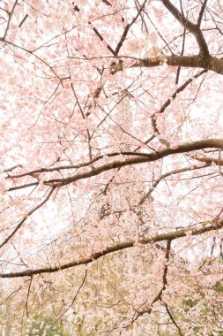 Sacura bahar çiçekleriyle Eyfel Kulesi, Paris, Fransa
