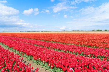 Ünlüsü Hollandalı kırmızı lale alan satırları mavi gökyüzü ile güneşli gün ile