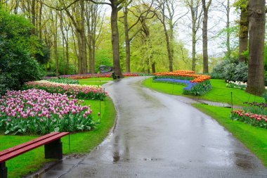 İlkbahar resmi bahçesinde çiçek açan lalelerle dolambaçlı bir yol