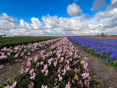 Ünlü Hollandalı çok renkli sümbül sahası, güneşli bir günde mavi gökyüzü...