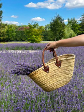 Canlı lavanta çiçekleriyle dolup taşan, huzurlu ve huzurlu bir bahçe yoluna yerleştirilmiş güzel bir sepet.
