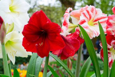 Çarpıcı kırmızı Amaryllis çiçekleri canlı ve renkli bir çiçek bahçesinde güzelce sergilenir.