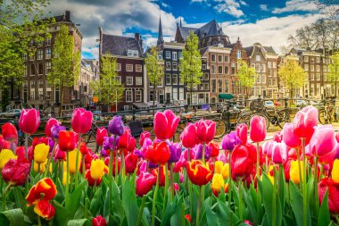 Eski tarihi evlerin cephelerinde sıra sıra laleler, Amsterdam, Hollanda