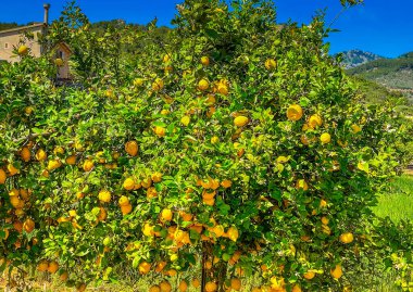 Meyve bahçesinde limon ağacı, Soller geleneksel meyve bahçeleri.