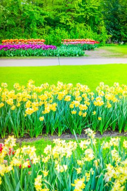 Hollanda, Hollanda 'daki Hollanda bahçesinde sarı nergisli çimenler