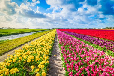 Ünlüsü Hollandalı çok renkli Lale alan satırları mavi gökyüzü ile güneşli gün ile
