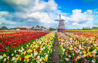 Lale çiçek alan içinde güneşli gün, Hollanda üzerinden bir Hollanda Yeldeğirmeni