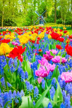 Lale çiçek alan içinde güneşli gün, Hollanda üzerinden bir Hollanda Yeldeğirmeni
