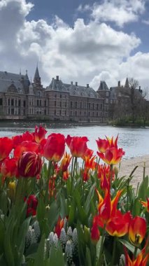 Binnenhof - bahar itibariyle Hollanda Parlamentosu Lale çiçek, Lahey, Hollanda ile görünümünü