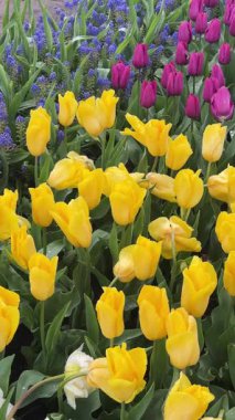 Ünlüsü Hollandalı çok renkli Lale alan satırları mavi gökyüzü ile güneşli gün ile