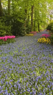 Gökyüzü mavi, güneşli bir günde mavi muscari çiçekleriyle ünlü Hollanda lale tarlası.