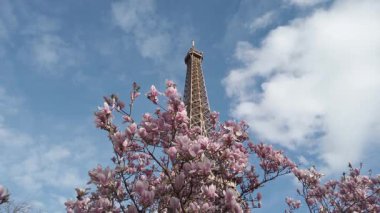 Pembe ve beyaz manolyalı Eyfel Kulesi bahar çiçekleri, Paris, Fransa