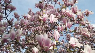Pembe ve beyaz manolyalı Eyfel Kulesi bahar çiçekleri, Paris, Fransa