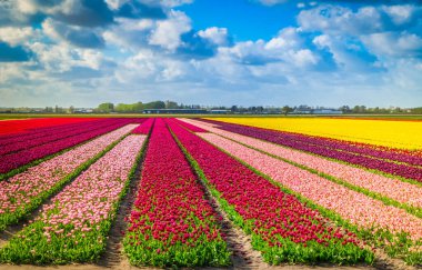 Ünlü Hollandalı kırmızı ve pembe lale tarlası güneşli bir günde mavi gökyüzü
