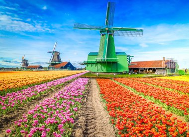 Lale çiçek alan içinde güneşli gün, Hollanda üzerinden bir Hollanda Yeldeğirmeni
