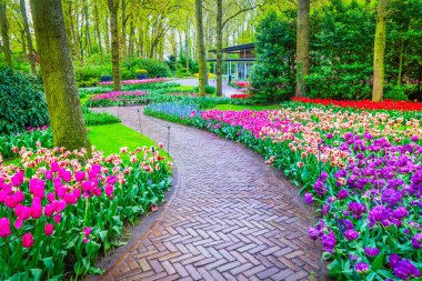 İlkbahar resmi bahçesinde çiçek açan lalelerle dolambaçlı bir yol