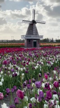 Lale çiçek alan içinde güneşli gün, Hollanda üzerinden bir Hollanda Yeldeğirmeni