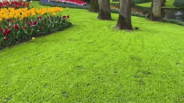 Yeşil otlu ve laleli renkli bahar bahçesi