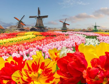 Hollanda 'da güneşli bir günde lale çiçeklerinin üzerinde Hollanda yel değirmenleri