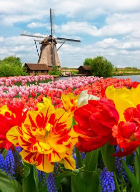 Lale çiçek alan içinde güneşli gün, Hollanda üzerinden bir Hollanda Yeldeğirmeni