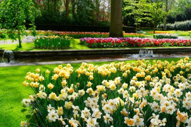 Hollanda, Hollanda 'daki Hollanda bahçesinde sarı nergisli çimenler