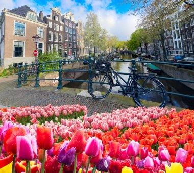Hollanda, Amsterdam 'da kanal suyu üzerinde eski tarihi evler ve ağaçların cepheleri