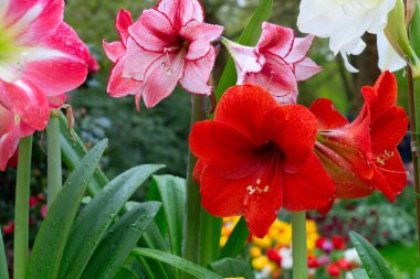Çarpıcı kırmızı Amaryllis çiçekleri canlı ve renkli bir çiçek bahçesinde güzelce sergilenir.