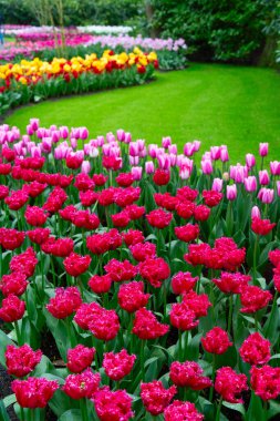 Renkli büyüyen kırmızı, pembe, kırmızı, mor laleler bahar balosu bahçesinde çiçek açtı.