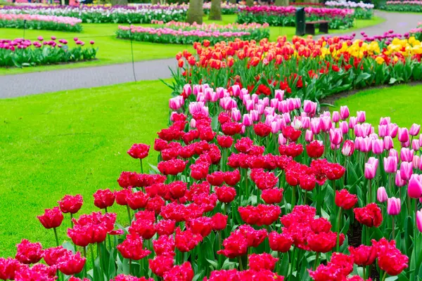 Renkli büyüyen kırmızı, pembe, kırmızı, mor laleler bahar balosu bahçesinde çiçek açtı.