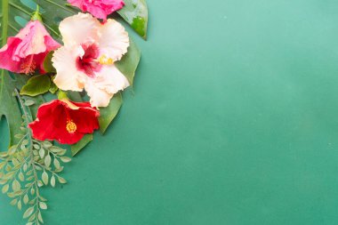 Çiçek ve yaprakların tropik sınırı, yaz tatili geçmişi