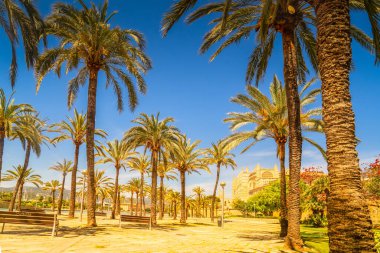 Palma de Majorca 'nın başkenti Mayorka, İspanya, Balearic adaları