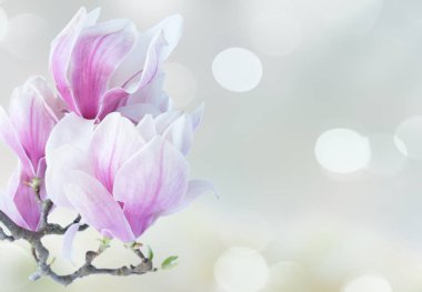 Çiçekli pembe manolya çiçekleri ile dal mavi gri arkaplanı kaplar ve fotokopi alanı oluşturur