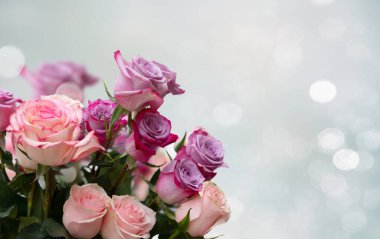 Tarafsız gri arka planda pembe ve mor gül çiçekleri.