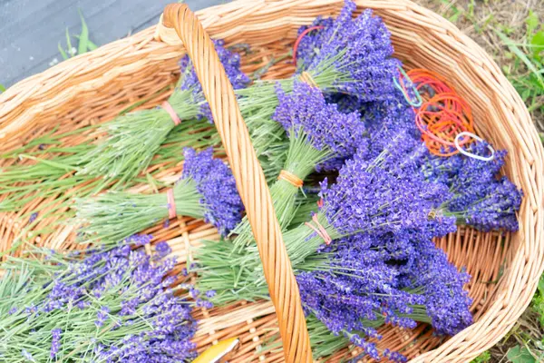 Açık büfede satılık lavanta demetleri.