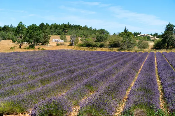 Lavanta çiçekleri gün batımında güneşli taze tarla, Fransa