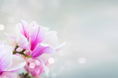 dal taze çiçek açan ile pembe Manolya çiçek mavi arka plan üzerinde yakın çekim