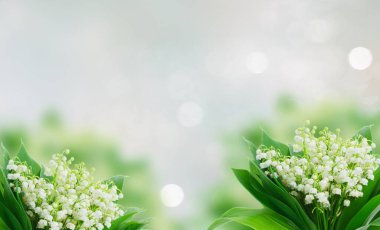 Lilly Vadisi çiçek mavi bokeh arka plan avuç