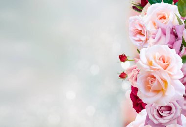 Pembe çiçek gül çiçek ve tomurcukları gül bahçesinde bulunan kopya alanı ile ışıklar bokeh