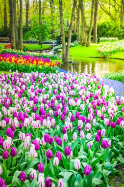 Renkli büyüyen kırmızı, pembe, kırmızı, turuncu Lale flowerbed bahar resmi Bahçe