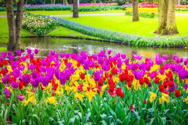 Renkli büyüyen kırmızı, pembe, kırmızı, mor laleler bahar balosu bahçesinde çiçek açtı.