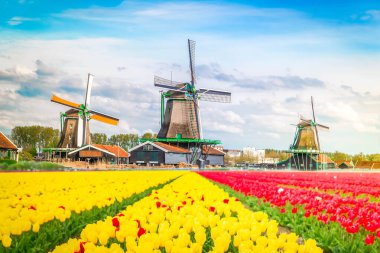 Lale çiçek alan içinde güneşli gün, Hollanda üzerinden bir Hollanda Yeldeğirmeni