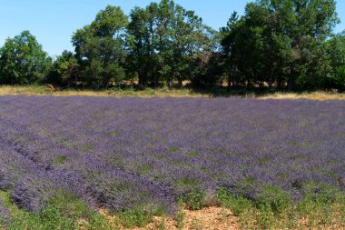 Lavanta çiçekleri gün batımında güneşli taze tarla, Fransa
