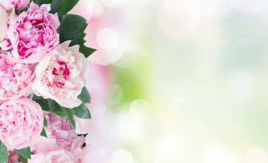 Taze Şakayık çiçekleri beyaz arka plan üzerinde izole pembe tonlarında renkli yaprakları kenarlıklı