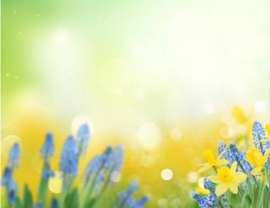 Bahar bluebells ve yeşil bahçe afiş kopya alanı ile nergis